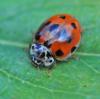 Adalia decempunctata